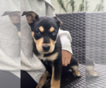 Small #1 Mutt