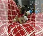 Small Photo #3 French Bulldog Puppy For Sale in AUBURN, WA, USA