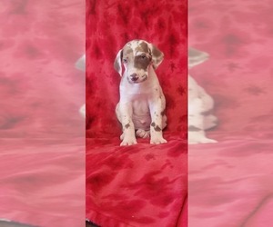 Great Dane Puppy for sale in HARDINSBURG, IN, USA