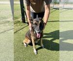 Small #1 German Shepherd Dog Mix