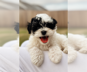 Medium Maltipoo