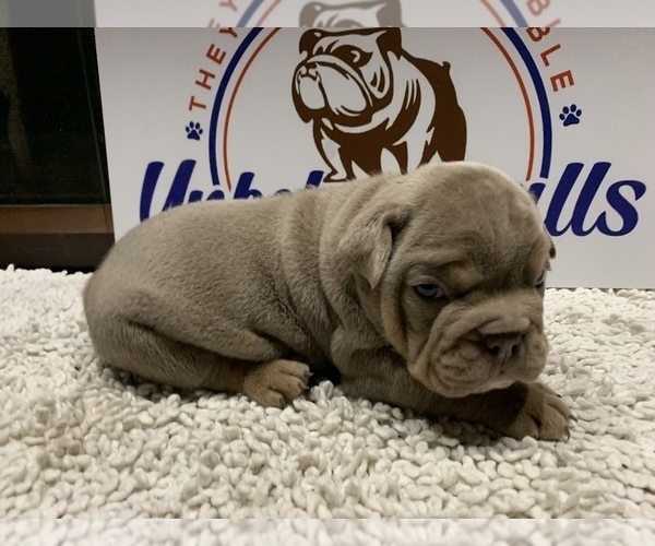 Medium Photo #4 Bulldog Puppy For Sale in CENTERVILLE, OH, USA