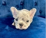 Small #64 French Bulldog