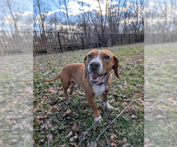 Medium Photo #5 Beagle-Unknown Mix Puppy For Sale in Shermans Dale, PA, USA