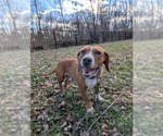 Small #4 Beagle Mix