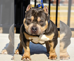 Father of the American Bully puppies born on 07/19/2022