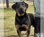 Small Basset Hound-Rottweiler Mix