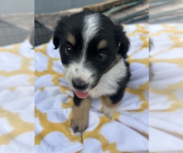 Medium Photo #4 Miniature Australian Shepherd Puppy For Sale in BUSH, LA, USA