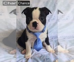 Small #2 Boston Terrier