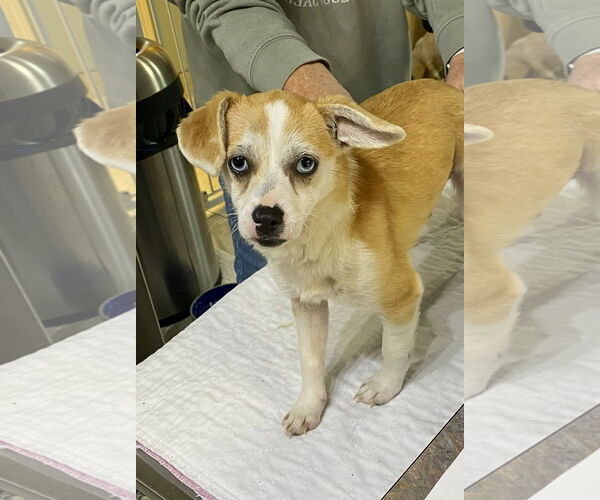 Medium Photo #1 Australian Shepherd-Unknown Mix Puppy For Sale in Benton, LA, USA