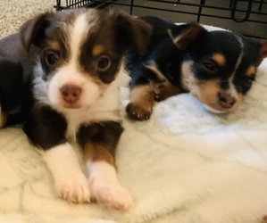 Chorkie Puppy for sale in LAKE PARK, GA, USA