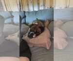 Small #3 Bulldog