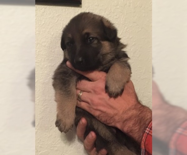 Medium Photo #1 German Shepherd Dog Puppy For Sale in PENROSE, CO, USA