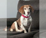 Small Beagle