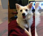 Small #1 American Eskimo Dog