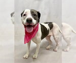 Small #1 Mutt