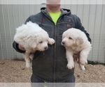 Small Photo #4 Great Pyrenees Puppy For Sale in MOUNTAIN GROVE, MO, USA