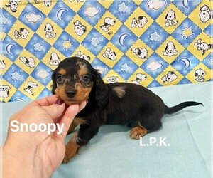 Dachshund Puppy for sale in WINNSBORO, LA, USA