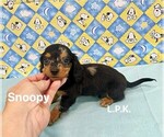 Image preview for Ad Listing. Nickname: Tiny Snoopy