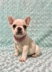 French Bulldog Puppy for sale in CRANSTON, RI, USA