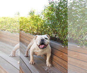 Swann - Female Bulldog-Unknown Mix Dog for Adoption - Photo #2