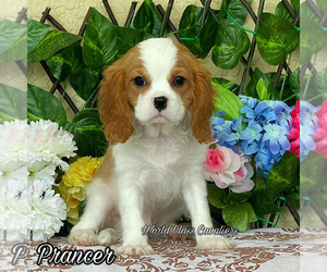 Cavalier King Charles Spaniel Puppy for sale in MIAMI, FL, USA