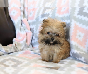 Pomeranian-Poodle (Toy) Mix Puppy for sale in SHILOH, OH, USA