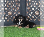 Small #2 Dachshund