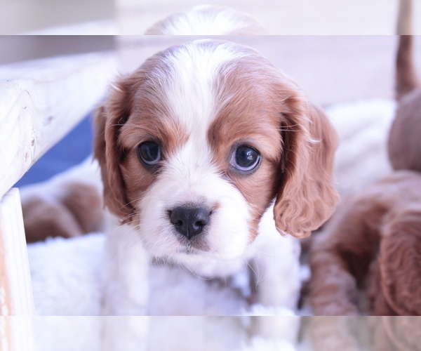 Medium Photo #20 Cavalier King Charles Spaniel Puppy For Sale in ALBUQUERQUE, NM, USA