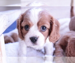 Small Photo #20 Cavalier King Charles Spaniel Puppy For Sale in ALBUQUERQUE, NM, USA