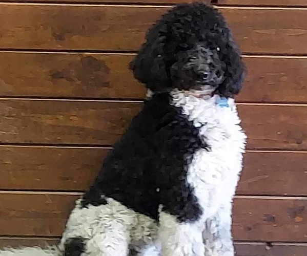 Medium Photo #1 Sheepadoodle Puppy For Sale in BUCKHANNON, WV, USA