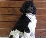 Small Photo #1 Sheepadoodle Puppy For Sale in BUCKHANNON, WV, USA