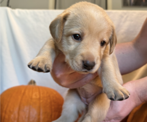 Medium Labrador Retriever