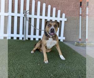 Mutt Dogs for adoption in Modesto, CA, USA