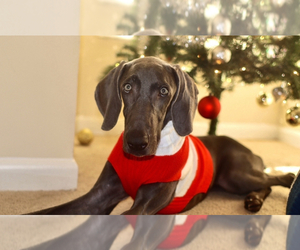 Weimaraner Puppy for sale in BOCA RATON, FL, USA