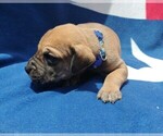 Small Great Dane