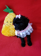 Poodle (Toy) Puppy for sale in LEWISVILLE, TX, USA