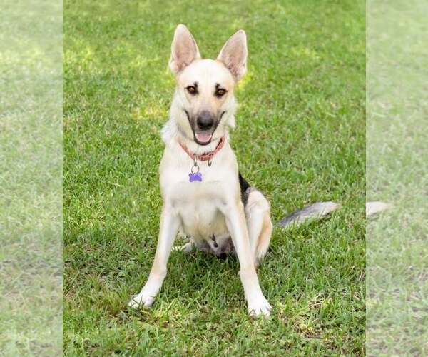 Medium Photo #1 German Shepherd Dog Puppy For Sale in Montgomery, AL, USA