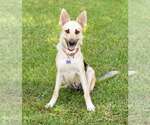 Small German Shepherd Dog