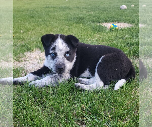 Medium Photo #1 Mutt Puppy For Sale in Fargo, ND, USA