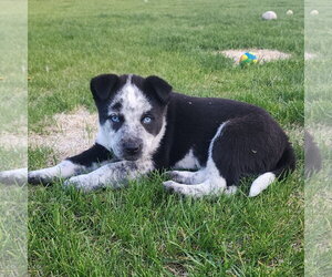 Mutt Dogs for adoption in Fargo, ND, USA