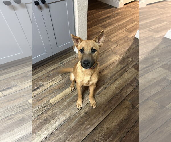 Medium Photo #3 Carolina Dog-Unknown Mix Puppy For Sale in Royse City, TX, USA