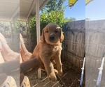 Small Photo #4 Golden Retriever Puppy For Sale in SAN MARCOS, CA, USA