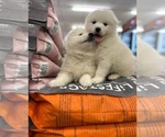 Small Photo #1 Samoyed Puppy For Sale in SUNLAND, CA, USA