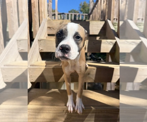 Medium Photo #8 Mutt Puppy For Sale in Holly Springs, NC, USA