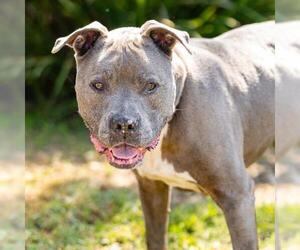 Mutt Dogs for adoption in Camarillo, CA, USA