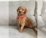 Small Photo #1 Goldendoodle Puppy For Sale in VALLEJO, CA, USA