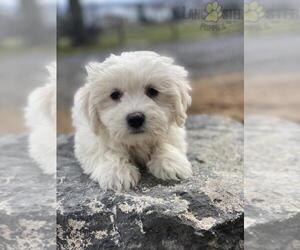Coton de Tulear Puppy for sale in CANOGA, NY, USA