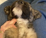 Small Photo #11 Great Pyrenees-Poodle (Miniature) Mix Puppy For Sale in BOWLING GREEN, OH, USA