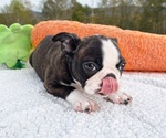Small Photo #3 Boston Terrier Puppy For Sale in ODENVILLE, AL, USA